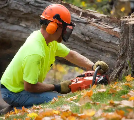 tree services East Springfield